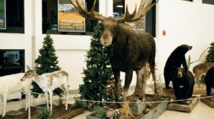 Moose display at Portland International Jetport